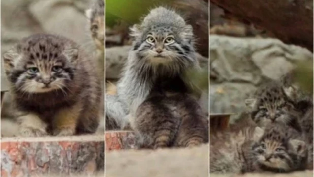 Новорожденные малыши манула показались посетителям в новосибирском зоопарке