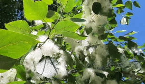 Пух в Барнауле, 2025. 