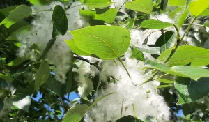 Пух в Барнауле, 2025. 