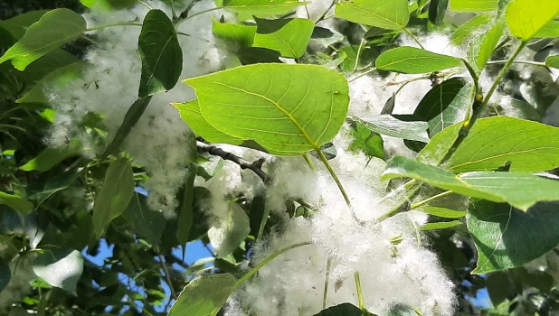 Пух в Барнауле, 2025. 