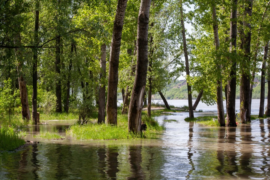 Алтайский край, 2025 год.