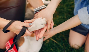 Собака даёт лапу.