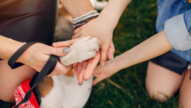 Собака даёт лапу.