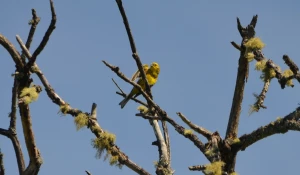 Алтайский заповедник представил разнообразие птиц в смешенном стиле мая.