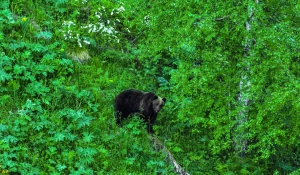 У бурых медведей алтайского заповедника начался брачный период. 