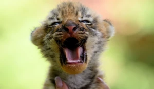 Тигренок. Барнаульский зоопарк. 