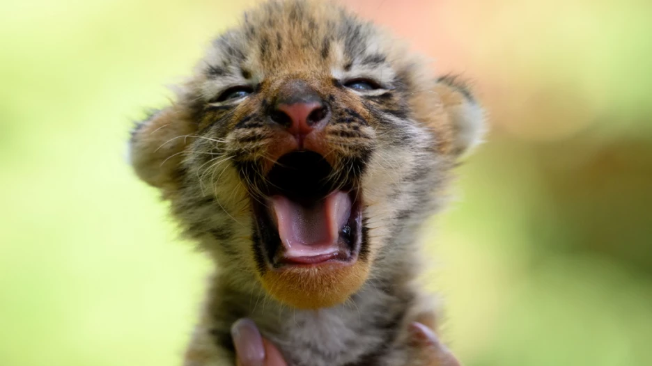 Тигренок. Барнаульский зоопарк. 