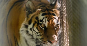 Тигрица Багира. Барнаульский зоопарк. 