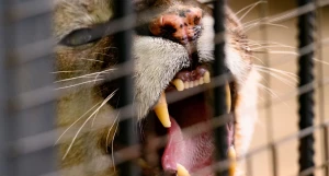 Канадская пума. Барнаульский зоопарк. 