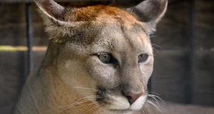 Канадская пума. Барнаульский зоопарк. 