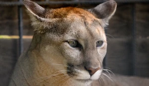 Канадская пума. Барнаульский зоопарк. 