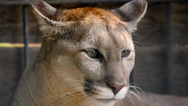 Канадская пума. Барнаульский зоопарк. 