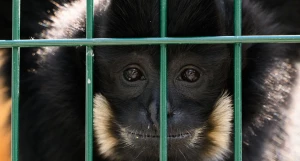 Гиббон Билли. Барнаульский зоопарк. 