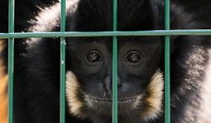 Гиббон Билли. Барнаульский зоопарк. 