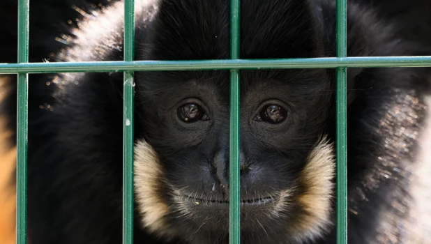 Гиббон Билли. Барнаульский зоопарк. 