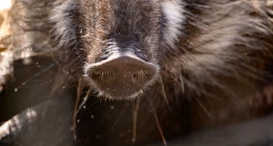 Кабан. Барнаульский зоопарк. 