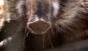 Кабан. Барнаульский зоопарк. 
