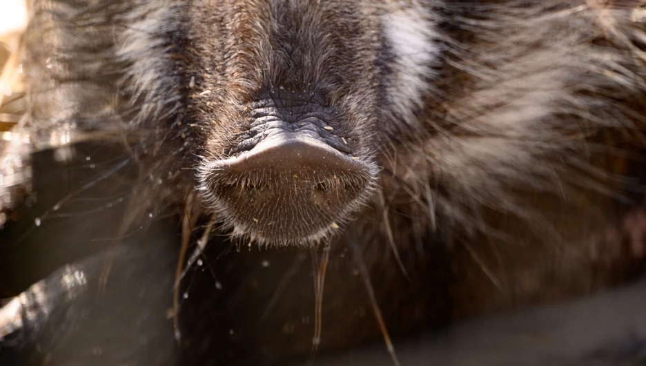 Кабан. Барнаульский зоопарк. 