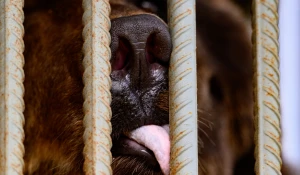 Бурый медведь. Барнаульский зоопарк. 