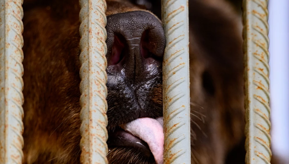 Бурый медведь. Барнаульский зоопарк. 