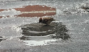 Даже птицы обрадовались долгожданному дождю в Барнауле