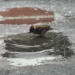 Дождь. Погода. Птица.