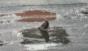 Даже птицы обрадовались долгожданному дождю в Барнауле