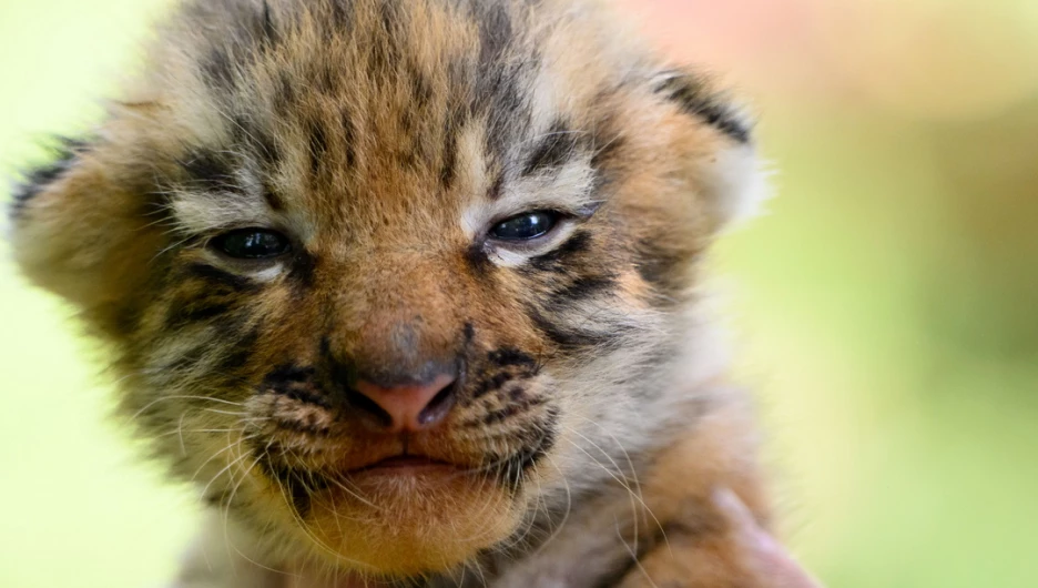 Тигрята в Барнаульском зоопарке. 