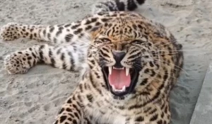 Маленький леопард стал уже совсем большим в барнаульском зоопарке