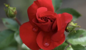 Началось «волшебство» в розарии барнаульского зоопарка