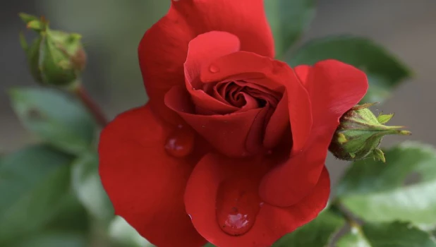 Началось «волшебство» в розарии барнаульского зоопарка