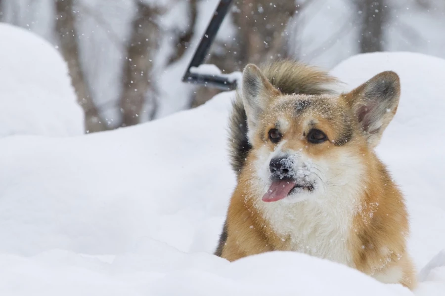Корги. Собаки.