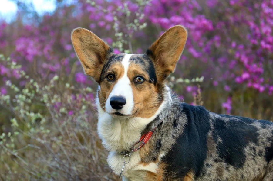 Корги. Собаки.