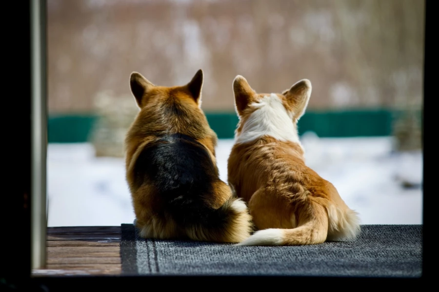 Корги. Собаки.