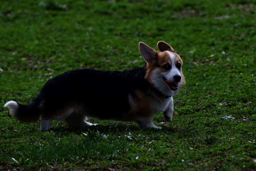 Корги. Собаки.