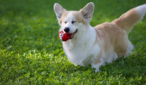 Корги. Собаки.