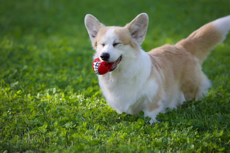 Корги. Собаки.
