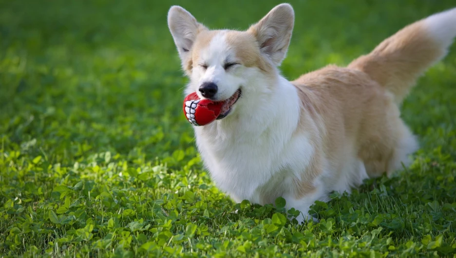 Корги. Собаки.