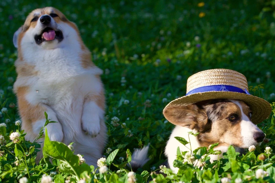 Корги. Собаки.