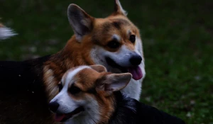 Корги. Собаки.