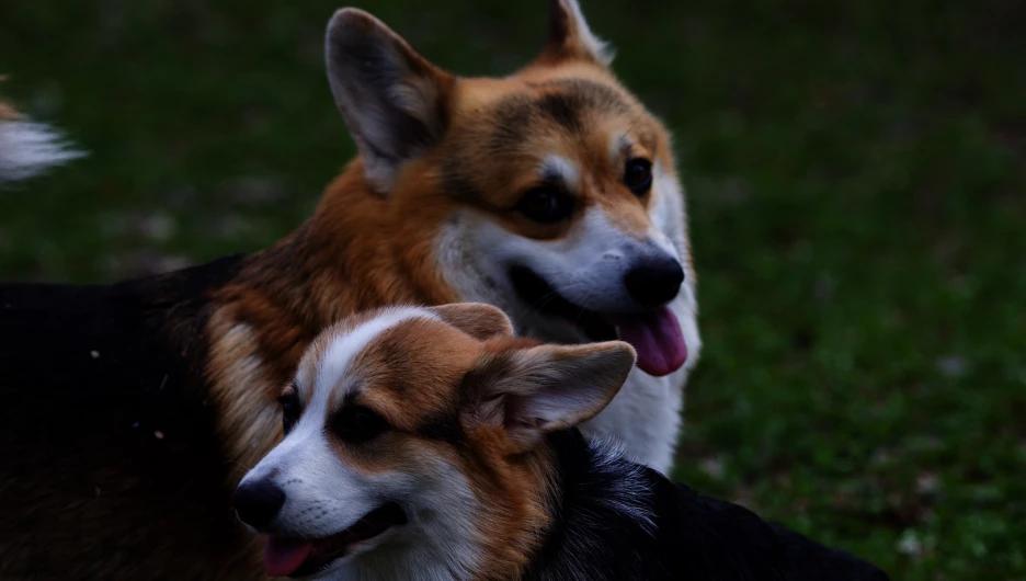 Корги. Собаки.