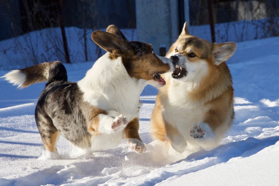 Корги. Собаки.
