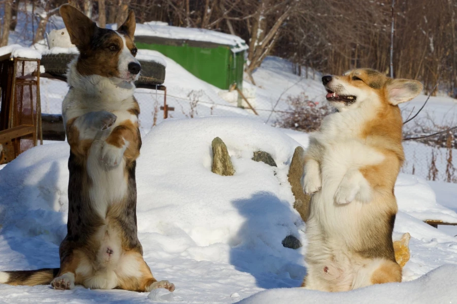 Корги. Собаки.