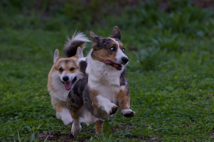 Корги. Собаки.