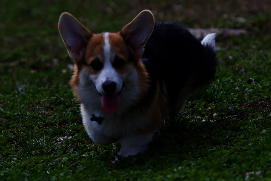 Корги. Собаки.