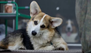 Корги. Собаки.