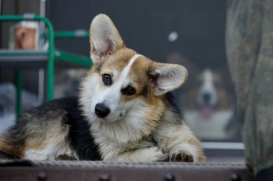 Корги. Собаки.