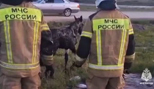 Жеребенок застрял в битуме.