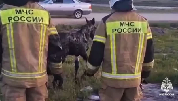 Жеребенок застрял в битуме.