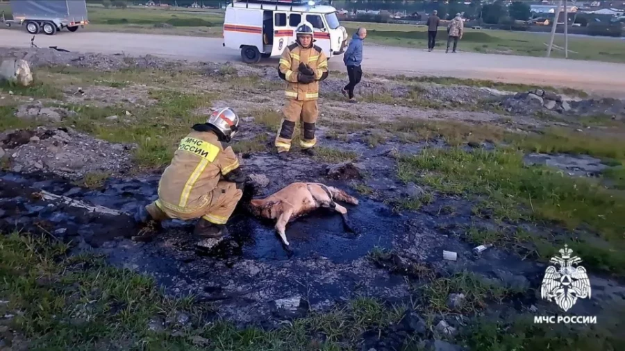 Жеребенок застрял в битуме.